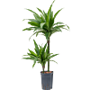 Dracaena fragrans 'Janet Craig'