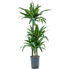 Dracaena fragrans 'Janet Craig'