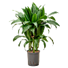 Dracaena fragrans 'Janet Craig'