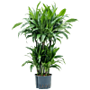 Dracaena fragrans 'Janet Craig'