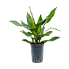 Dracaena fragrans 'Janet Lind'