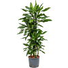 Dracaena fragrans 'Janet Lind'