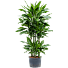 Dracaena fragrans 'Janet Lind'