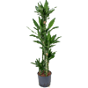 Dracaena fragrans 'Janet Lind'