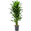 Dracaena fragrans 'Janet Lind'