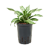 Dracaena fragrans 'Kanzi'