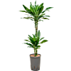 Dracaena fragrans 'Janet Lind Gold'