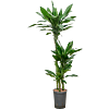 Dracaena fragrans 'Janet Lind Gold'