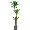 Dracaena fragrans 'Janet Lind Gold'