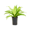 Dracaena fragrans 'Limelight'