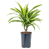 Dracaena fragrans 'Lemon Lime'