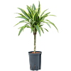 Dracaena fragrans 'Lemon Lime'