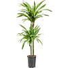 Dracaena fragrans 'Lemon Lime'