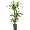 Dracaena fragrans 'Lemon Lime'