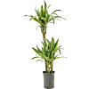 Dracaena fragrans 'Lemon Lime'