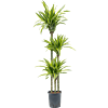 Dracaena fragrans 'Lemon Lime'
