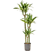 Dracaena fragrans 'Lemon Lime'