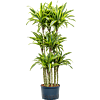 Dracaena fragrans 'Lemon Lime'
