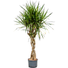 Dracaena marginata