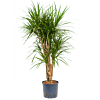 Dracaena marginata