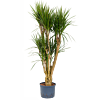 Dracaena marginata