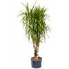 Dracaena marginata