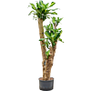 Dracaena fragrans 'Massangeana'