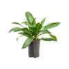 Dracaena fragrans 'Rainbow'