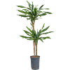 Dracaena fragrans 'Riki'
