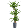 Dracaena fragrans 'Riki'