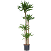Dracaena fragrans 'Riki'