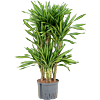 Dracaena fragrans 'Riki'