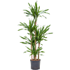 Dracaena fragrans 'Riki'