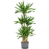 Dracaena fragrans 'Riki'