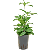 Dracaena surculosa