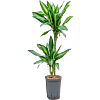 Dracaena fragrans 'Silindo'