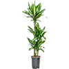 Dracaena fragrans 'Silindo'