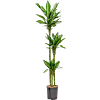 Dracaena fragrans 'Silindo'
