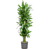 Dracaena fragrans 'Silindo'
