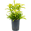 Dracaena surculosa 'Mike'