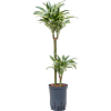 Dracaena deremensis 'Surprise'