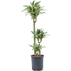 Dracaena deremensis 'Surprise'