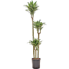 Dracaena deremensis 'Surprise'