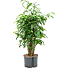Dracaena surculosa