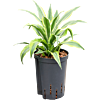 Dracaena fragrans 'Surprise'