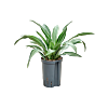 Dracaena fragrans 'Ulises'