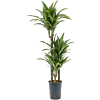 Dracaena fragrans 'Ulises'