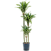 Dracaena fragrans 'Ulises'