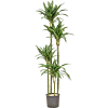 Dracaena fragrans 'Ulises'