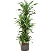 Dracaena fragrans 'Ulises'